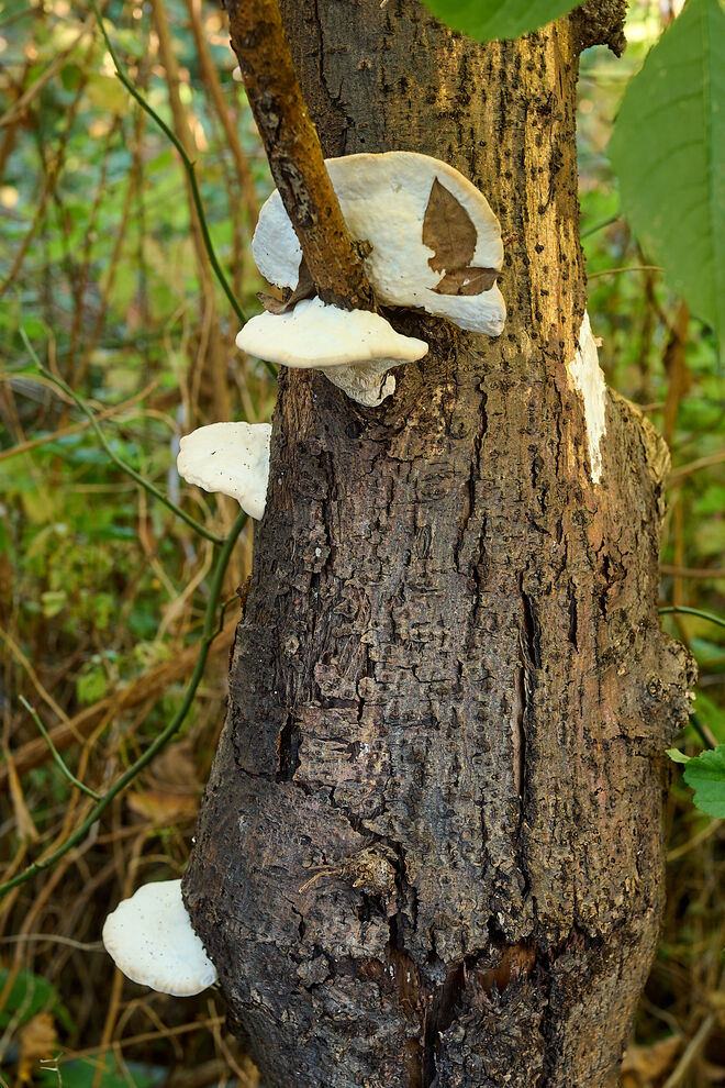 Frische Schwammerl