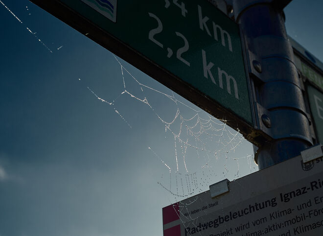 Spinnennetz am Wegweiser