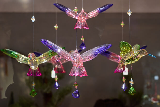 Eisvögel in der Stadt