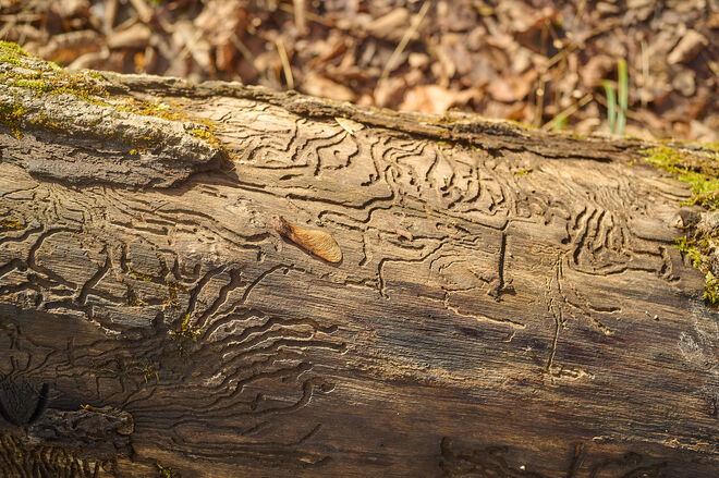 Spuren des Borkenkäfers