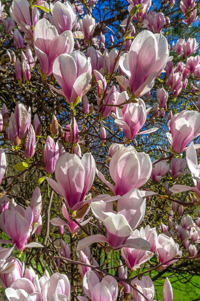 Nachbars Magnolien 2