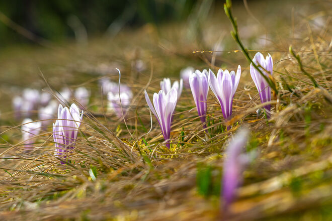 Blumenmeer