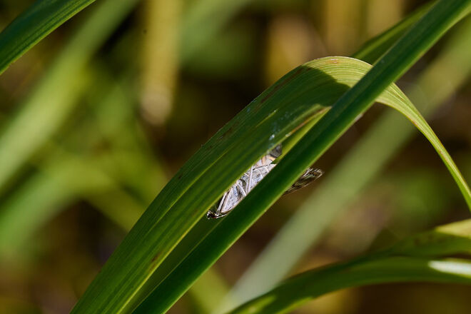 Versteckt - entdeckt