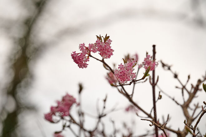 Zartes Rosa