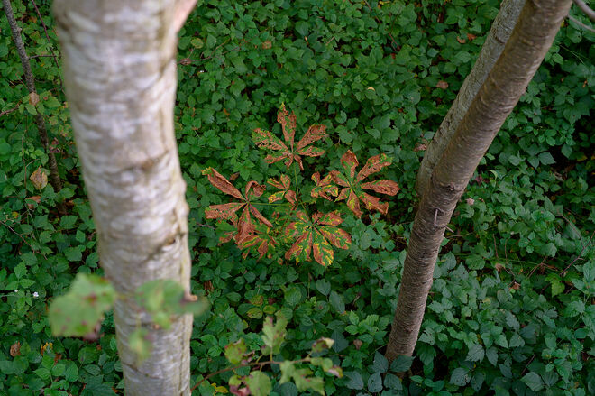 Mittendrin