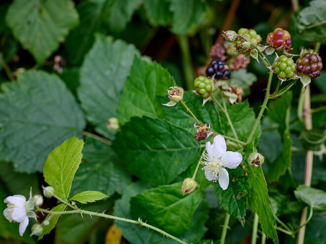 Frische Blüten