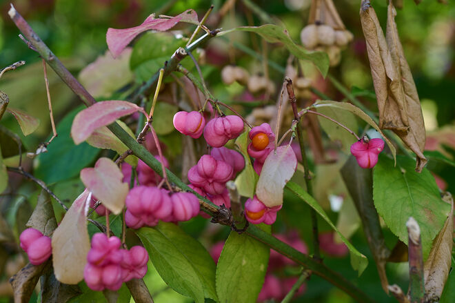 Herbstfarben