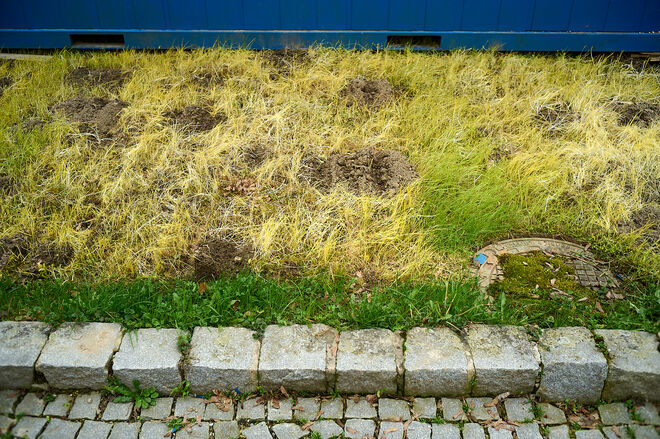 Höre das Gras wachsen ; )