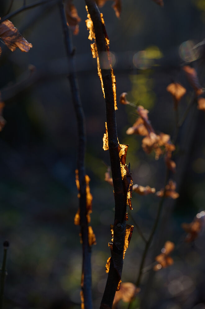 Auimpression 3