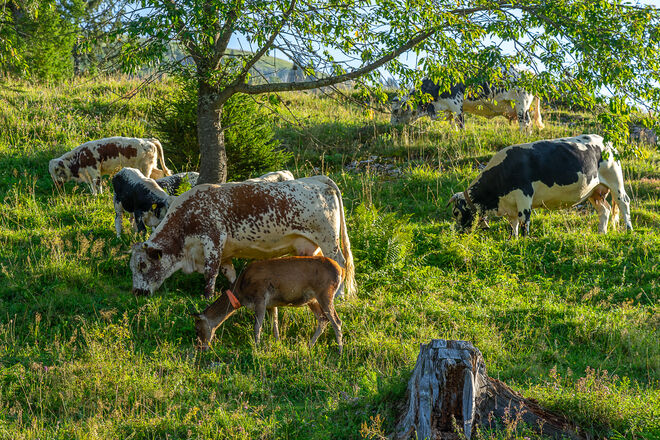 Weide Idylle mit Hirschkuh