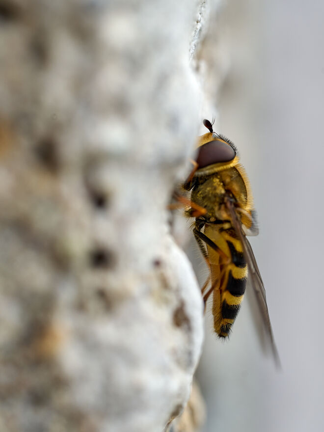 Schwebfliege