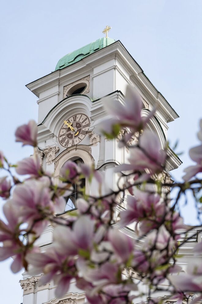 Magnolienblüte am Makartplatz