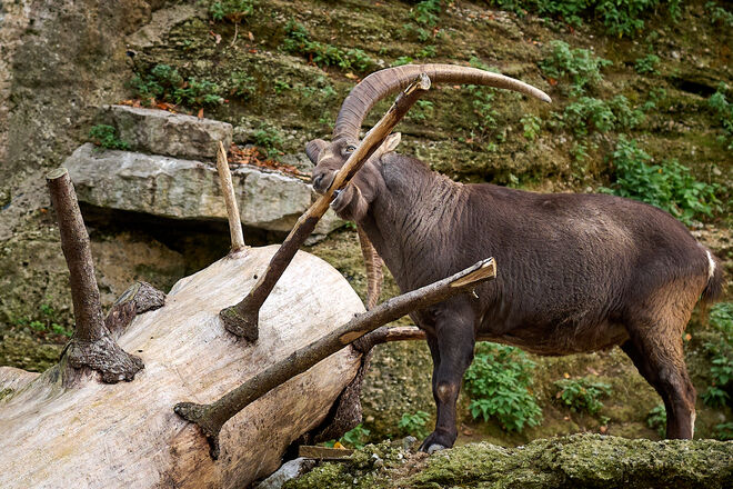 Er knabbert noch immer  ;  )