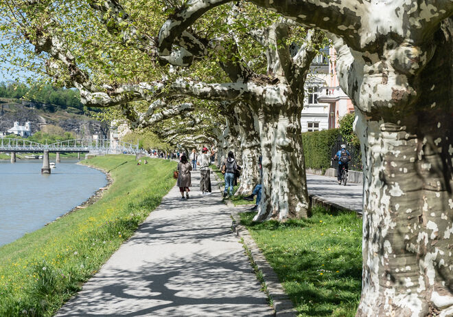 Platanenallee am Giselakai