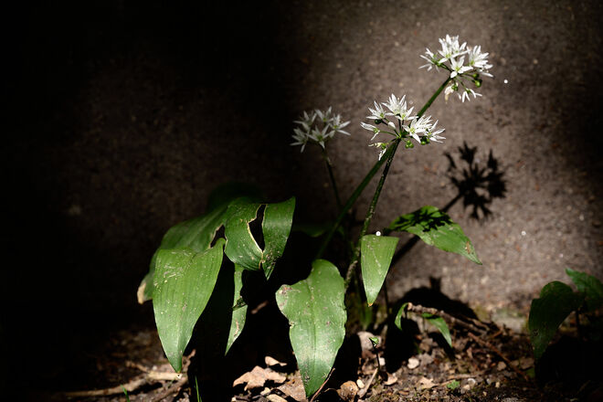 Licht und Schatten