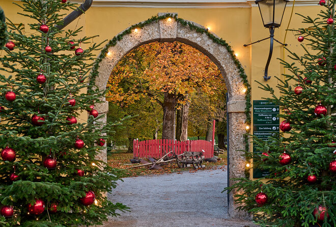 Der Tulpenbaum trägt noch keine Kugeln