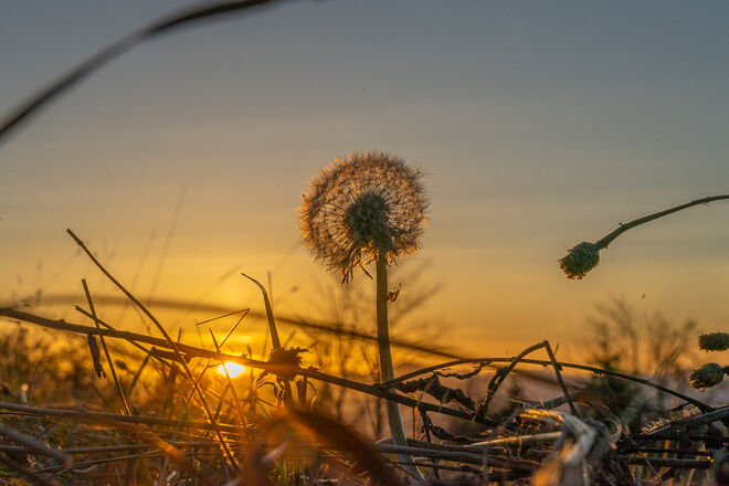 Der Letzte seiner Art