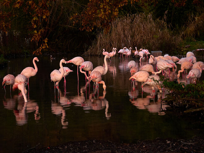 Pretty Flamingos