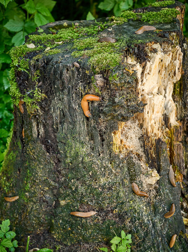 Kletterturm für Nacktschnecken ; )