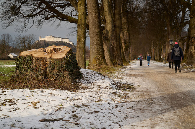 Alleebaum gibt Blick frei