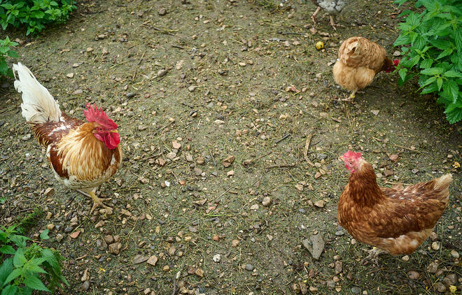 Glückliche Hühner