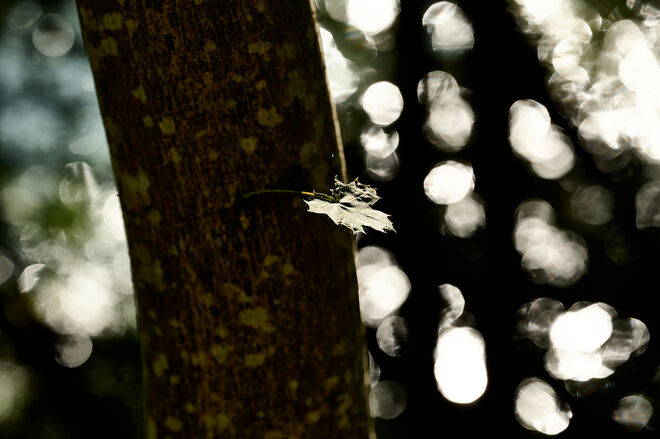 Blatt am Salzachufer