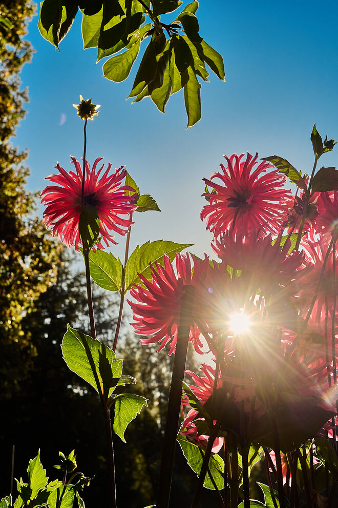 Dahlien in Hellbrunn 2