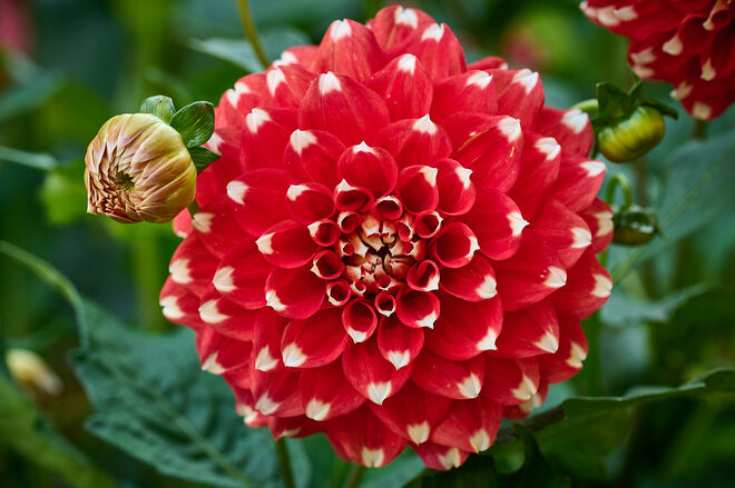 Dahlien in Hellbrunn