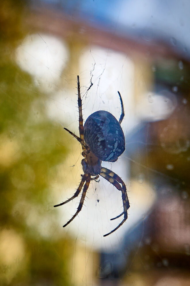 Spinne am Morgen ....