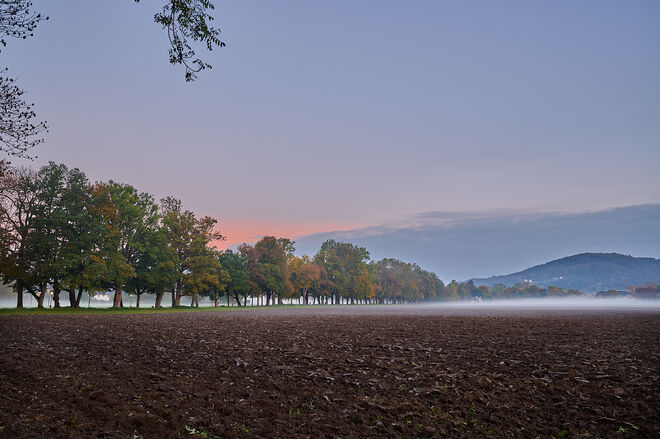 Morgennebel an der Hellbrunner Allee