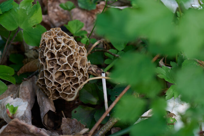 Gut versteckt