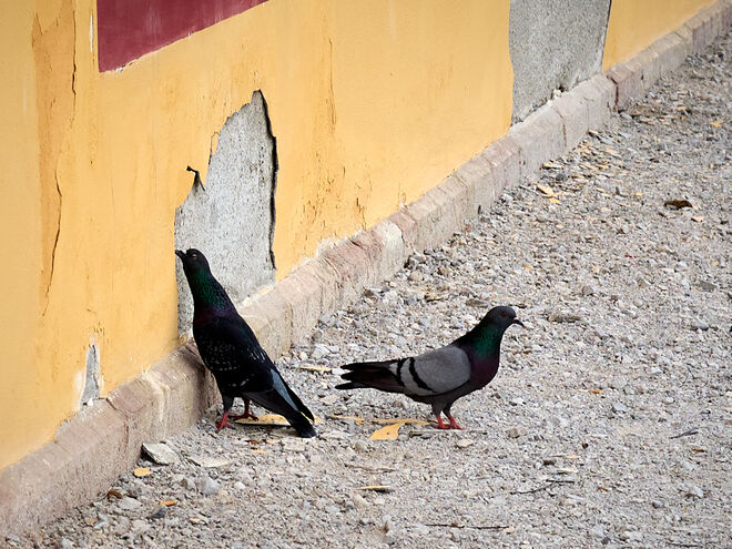 Den Putz von der Wand picken ; )