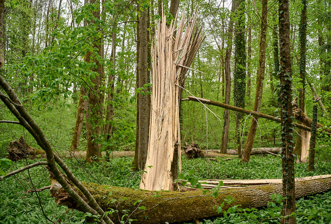 Urgewalt im Auwald