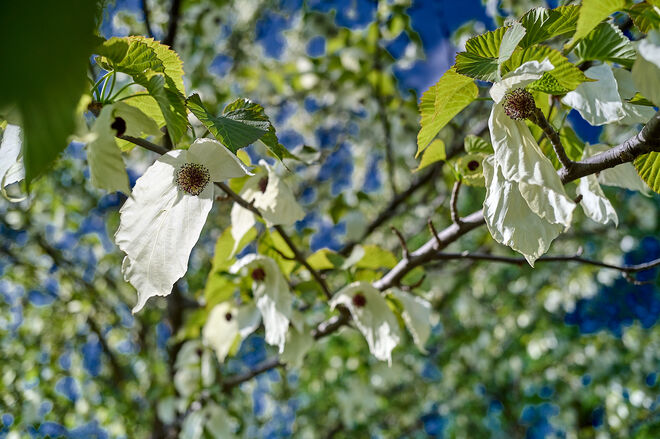 Der Taschentuchbaum blüht