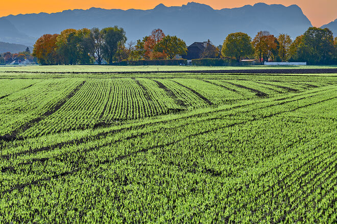Die Herbstsaat ist aufgegangen