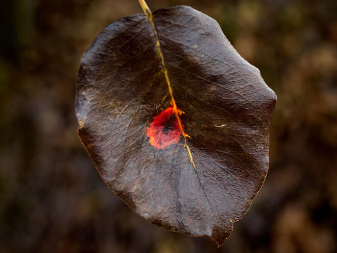 Ein Herbstblatt