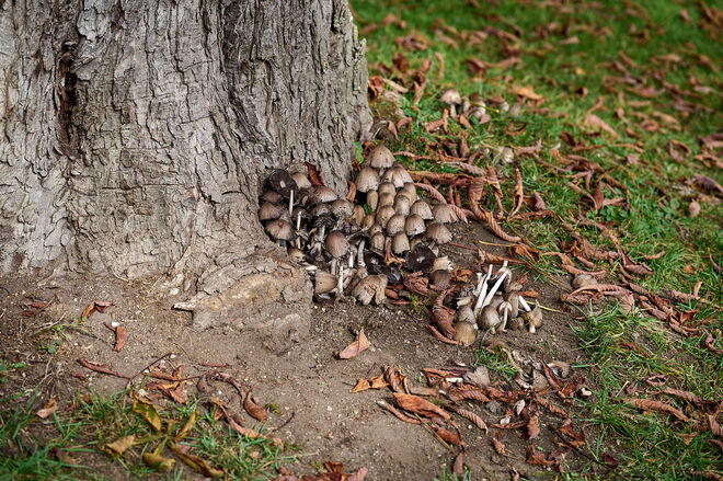 Pilze am Kastanienbaum