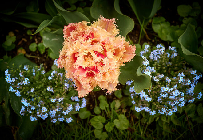 Sag es mit Blumen