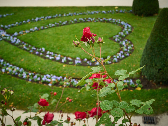 Rosenherz im Mirabellgarten