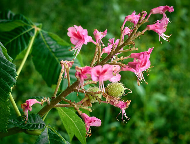 Kastanienblüten