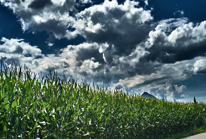 Maisfeld