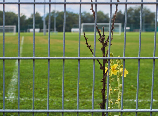 Im Fußballfeld