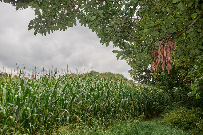 Herbstvorahnung