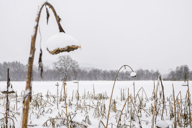 Es schneit