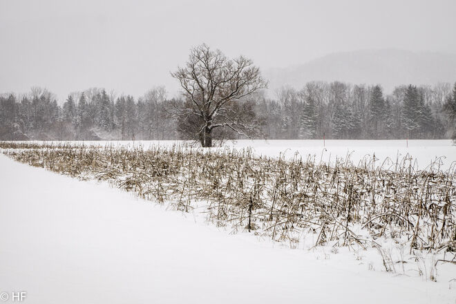 Winterlandschaft 3