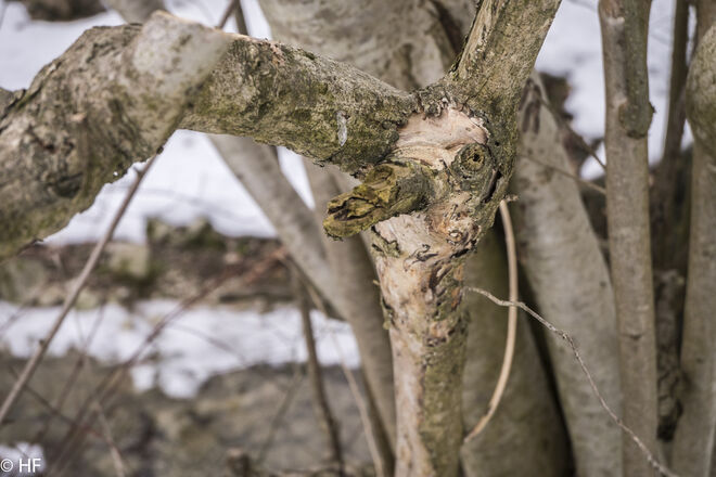 Woody Woodpecker