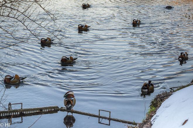.. und seine Enten