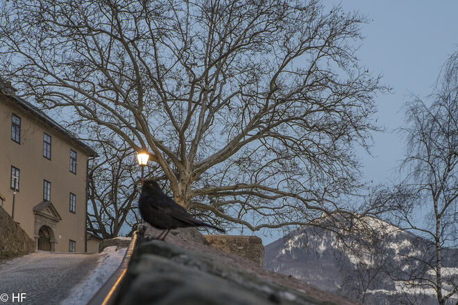 Hat ein Lichtlein im Schnabel ....