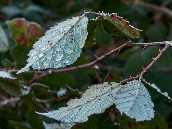 Stachelig
