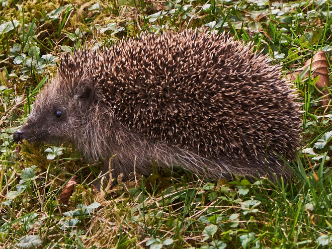 Stacheliger Besuch